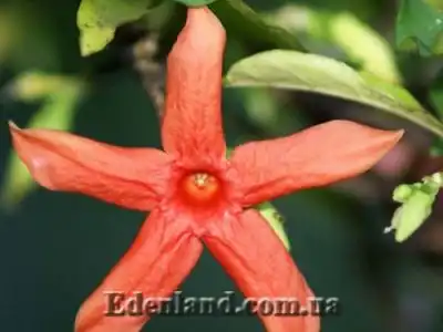 Поступление продукции в интернет-магазине экзотических семян и растений Edenland. Февраль 2019