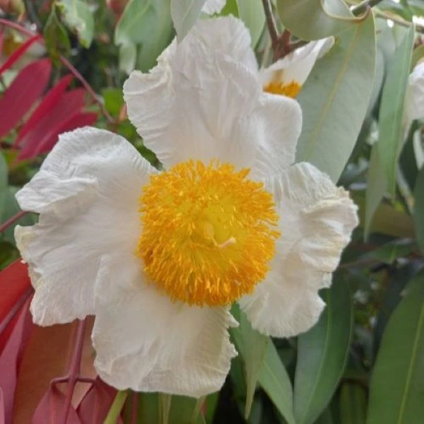 Зображення Мезуя залізна - Mesua ferrea 