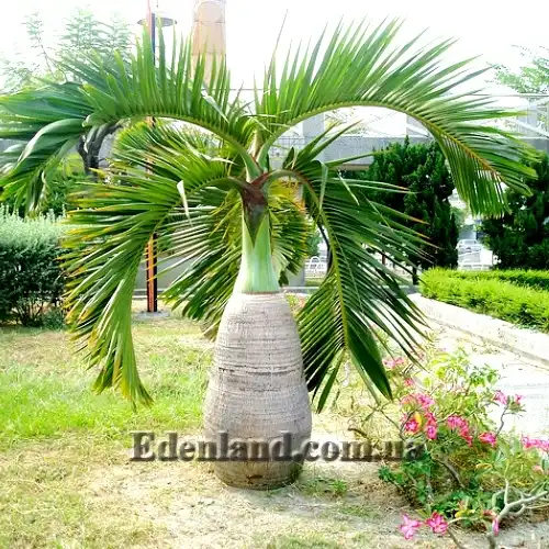 Изображение Хиофорбе бутылочноствольная - Hyophorbe lagenicaulis