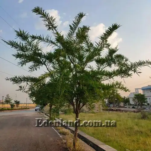 Изображение Филлантус эмблика - Phyllanthus emblica