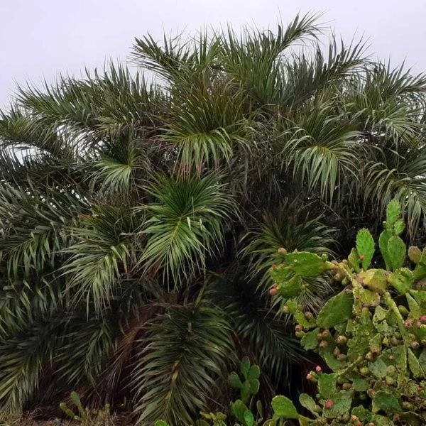 Зображення Алагоптера піщана - Allagoptera arenaria 