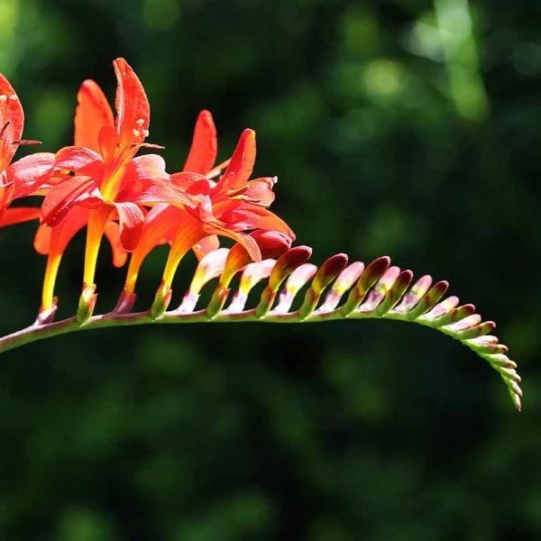 Изображение Крокосмия Новые гибриды  - Crocosmia New Hybrids 