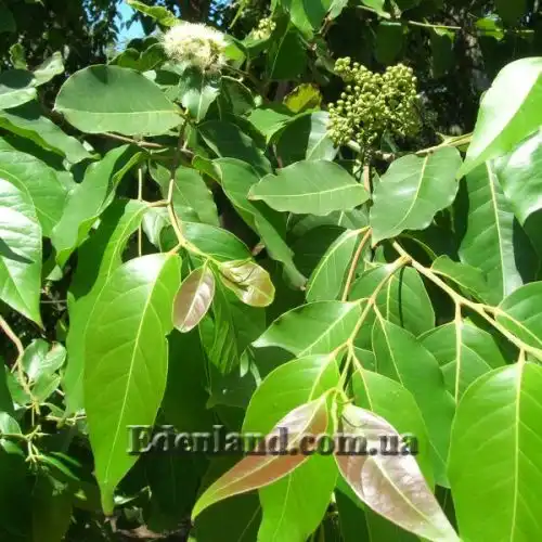 Изображение Эвкалипт радужный - Eucalyptus deglupta