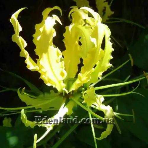 Изображение Глориоза роскошная желтая - Gloriosa superba Yellow 