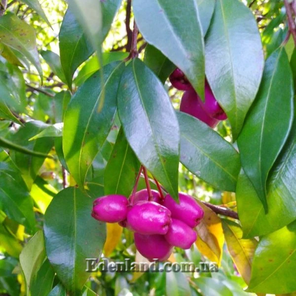 Изображение плоды