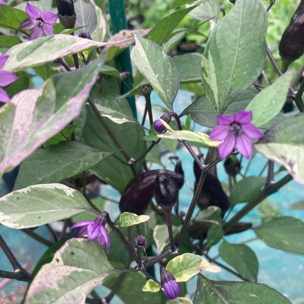 Зображення Перець гострий Халапеньо Тигр - Capsicum annuum ‘Jalapeño Tiger’ 