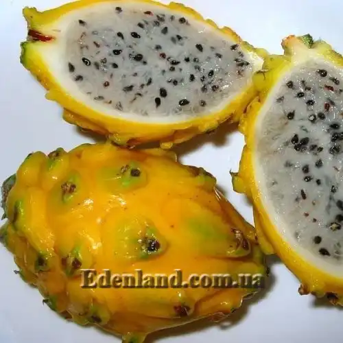 Зображення Гілоцереус великоквітковий - Hylocereus megalanthus 