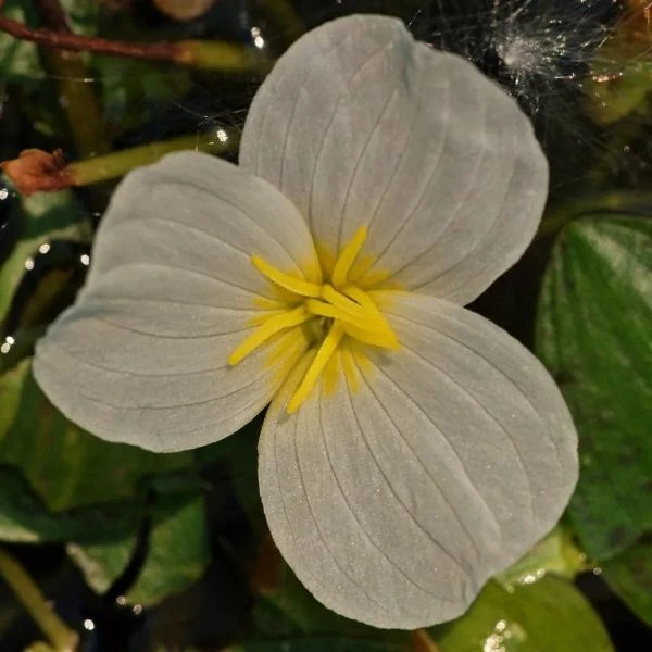 Зображення Оттелія частухоподібна - Ottelia alismoides 