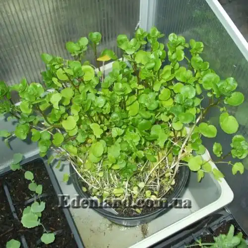 Изображение Настурция лекарственная - Nasturtium officinale