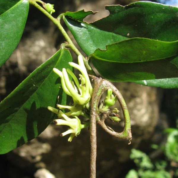 Изображение цветы на крючковатом соцветии