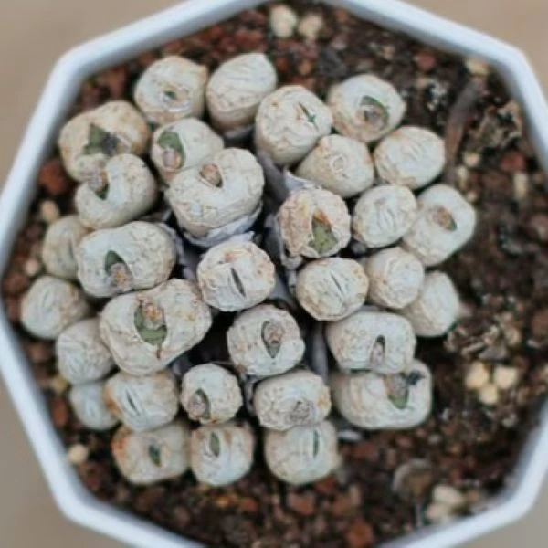 Изображение растение в период покоя