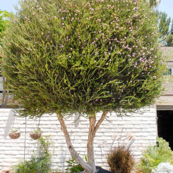 Зображення Мелалеука острівна - Melaleuca nesophila