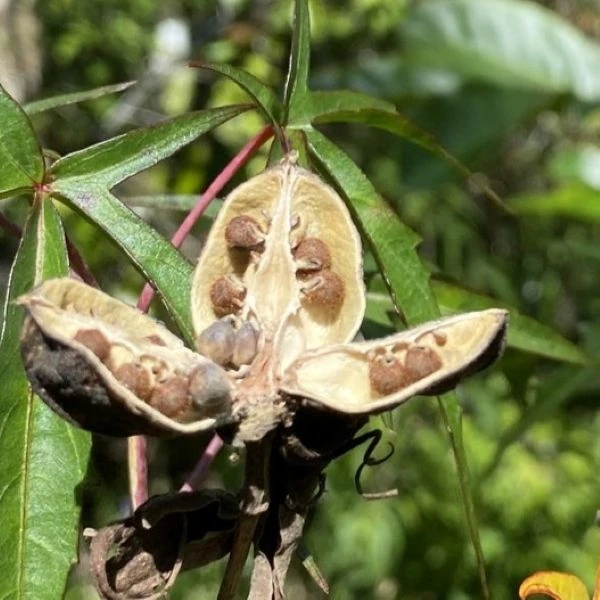 Изображение Гибискус шарлаховый (ярко-красный) - Hibiscus coccineus 