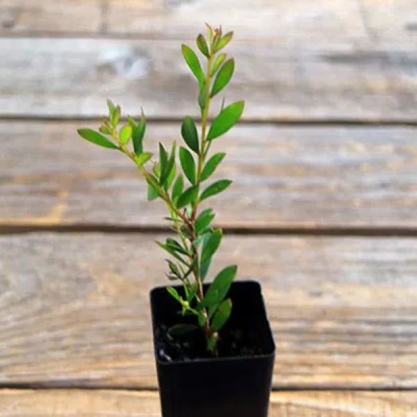 Зображення Мелалеука острівна - Melaleuca nesophila