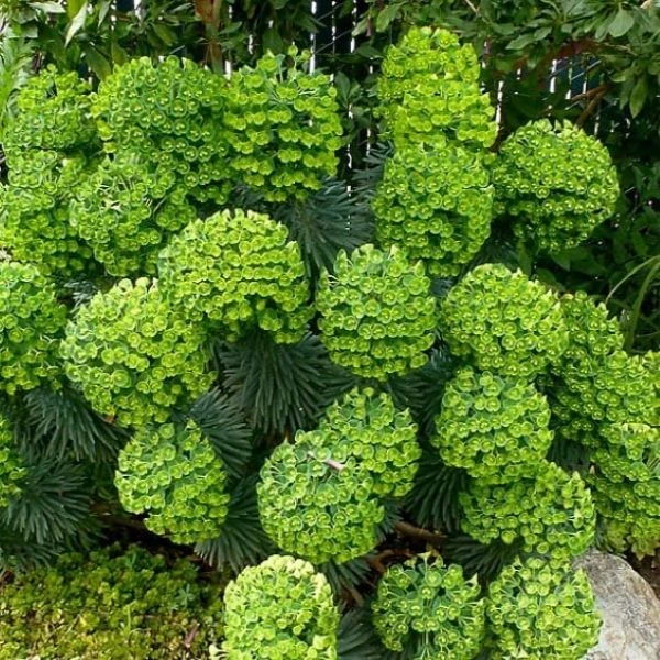 Молочай (Еуфорбія) середземноморський - Euphorbia Characias