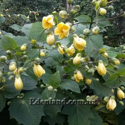 Зображення Кіренгешома дланєвидна - Kirengeshoma palmata