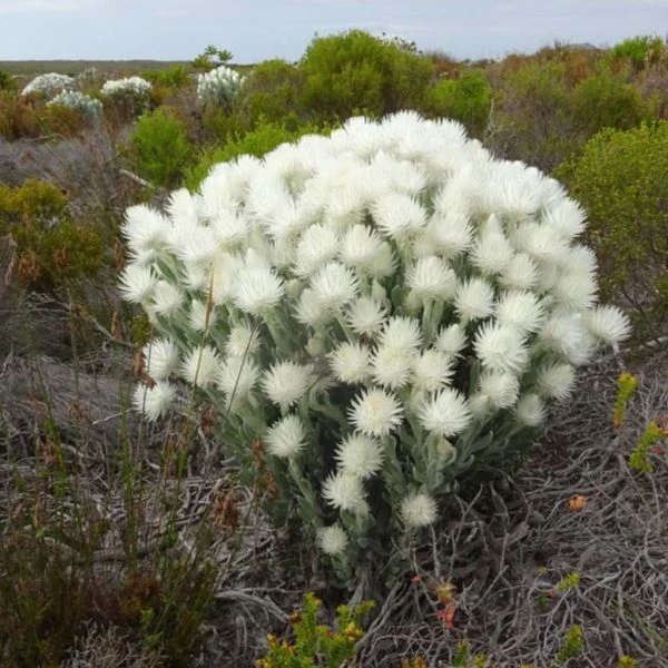 Изображение Синкарфа одетая  - Syncarpha vestita 