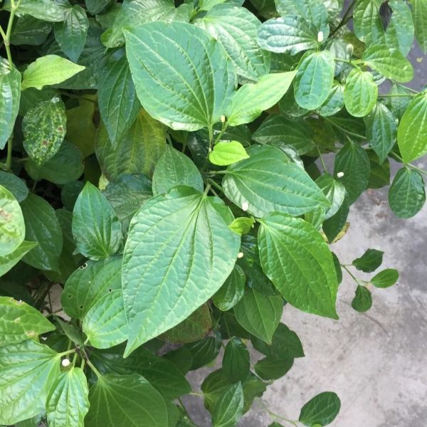 Изображение взрослые растения