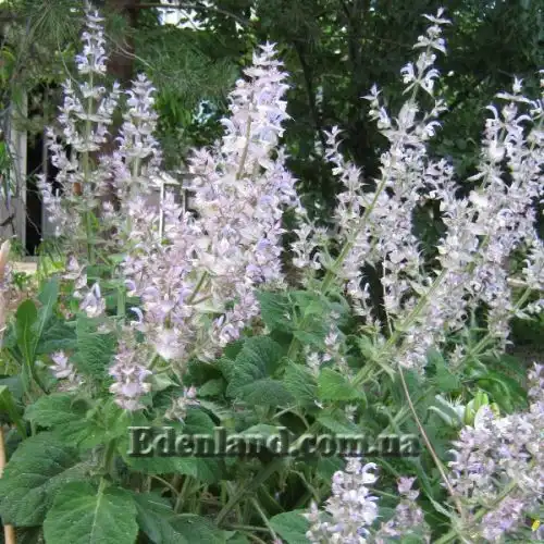 Шалфей мускатный - Salvia sclarea