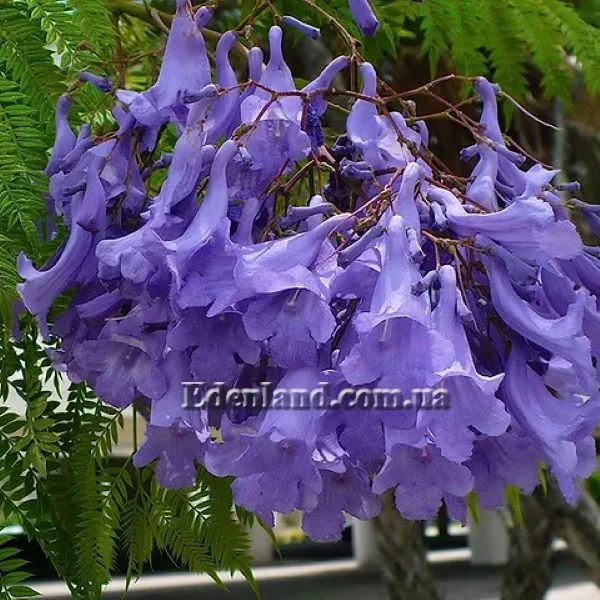 Изображение Жакаранда мимозолистная - Jacaranda mimosifolia