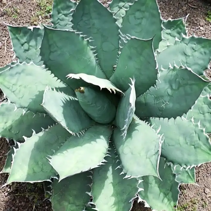 Изображение взрослое растение