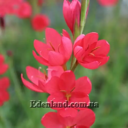 Изображение Схизостилис шарлаховый - Schizostylis coccinea