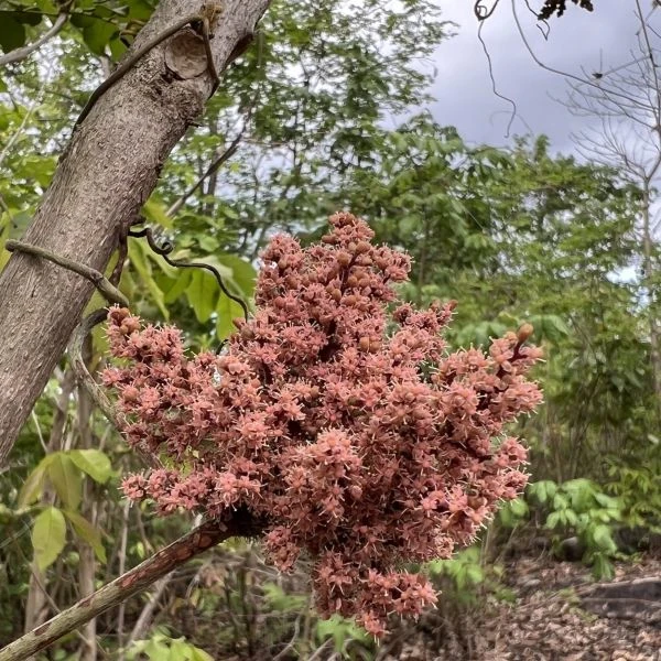 Зображення Ампелоцисус Мартіні - Ampelocissus martini 