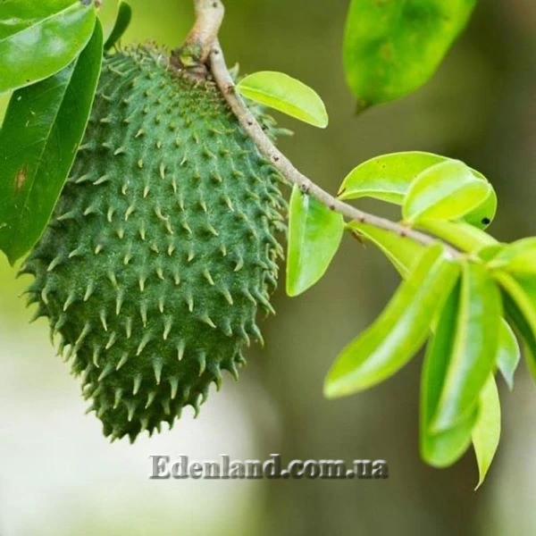 Зображення плід