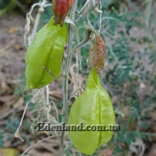 Изображение Сутерландия кустарниковая  - Sutherlandia frutescens