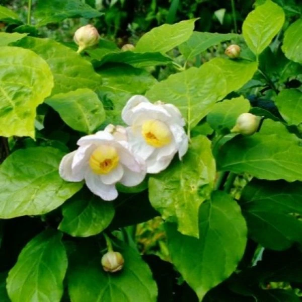 Изображение Синокаликантус китайский - Sinocalycanthus chinensis