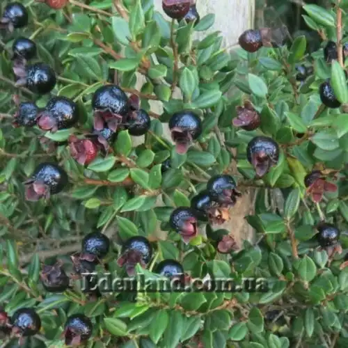 Изображение Лума Чекен - Luma chequen