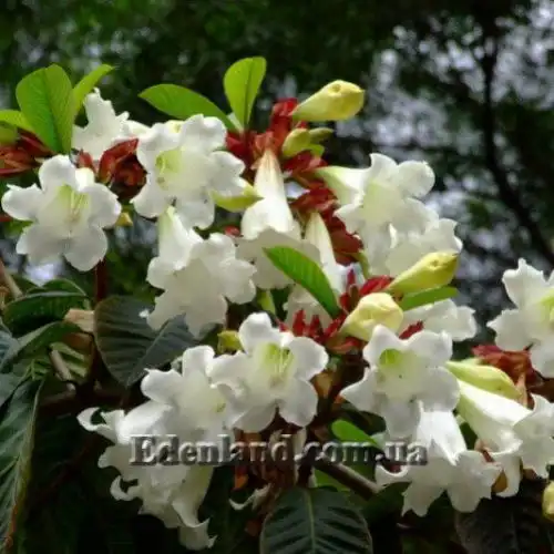 Изображение цветущая лиана