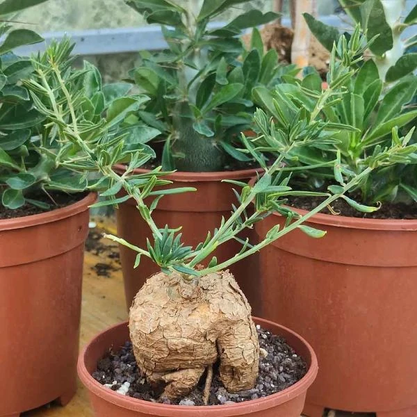 Зображення Талінум кафрський - Talinum caffrum  