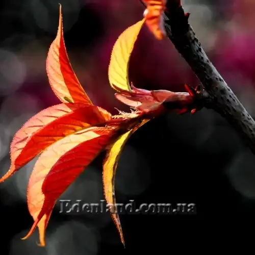 Изображение молодые листья