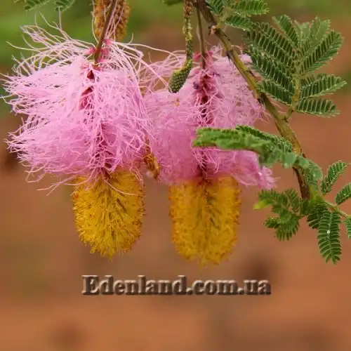 Зображення Дихростахіс попелястий - Dichrostachys cinerea