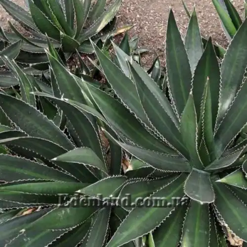 Зображення Агава однострічкова - Agave univittata