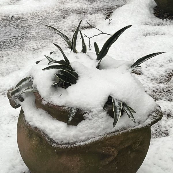 Зображення рослина, що зимує у вазоні на вулиці