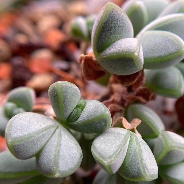 Зображення Браунсія Максиміліана - Braunsia maximiliani