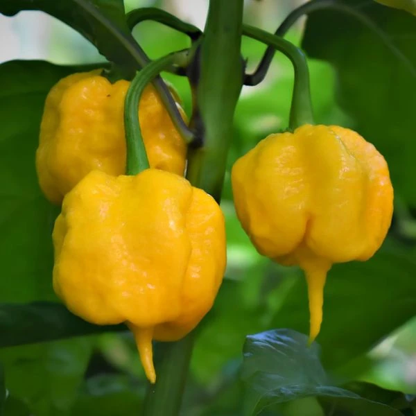 Зображення Перець Кароліна Ріпер жовтий - Carolina Reaper Yellow