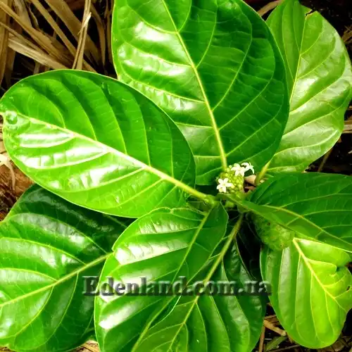 Изображение Моринда цитрусолистная - Morinda citrifolia