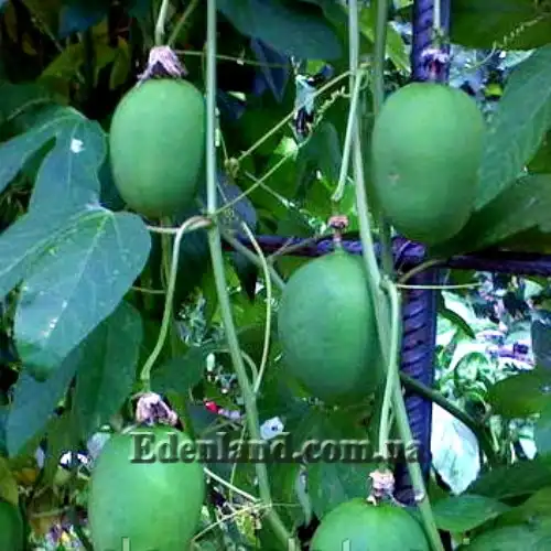 Изображение незрелые плоды