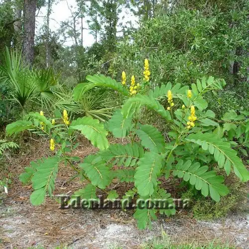 Изображение Сенна крылатая - Senna alata