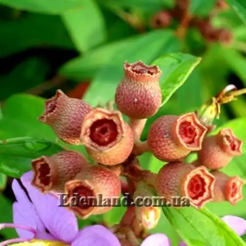 Изображение Меластома малабарская - Melastoma malabathricum