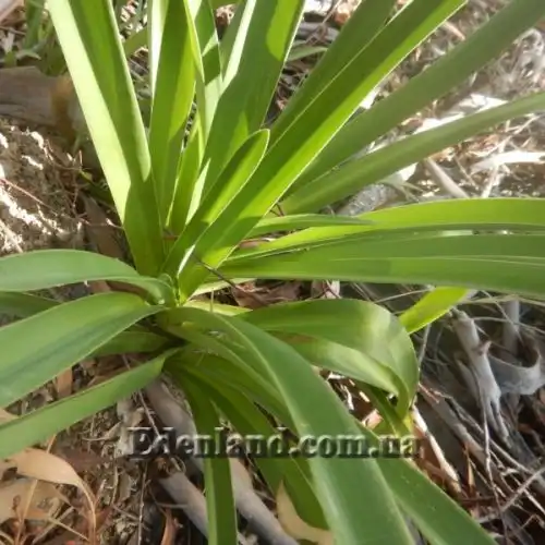 Изображение Агапантус ранний - Agapanthus praecox