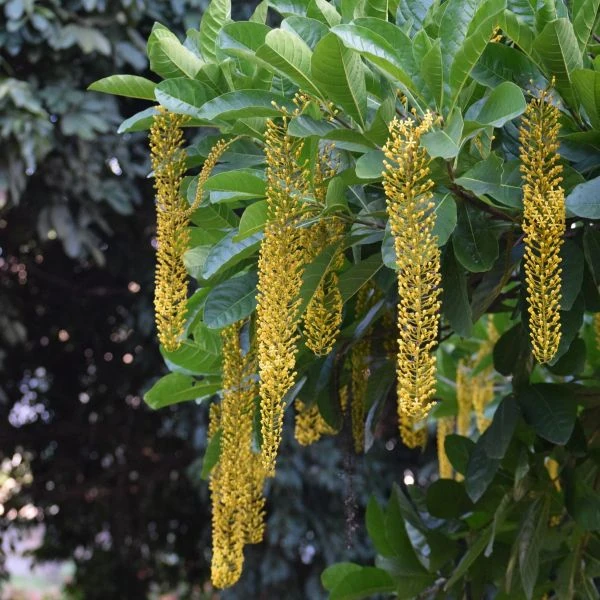 Зображення Спахея молочна - Spachea lactescens  