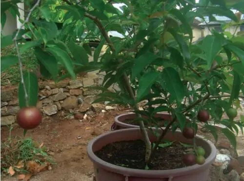 Изображение плодоношение в горшке