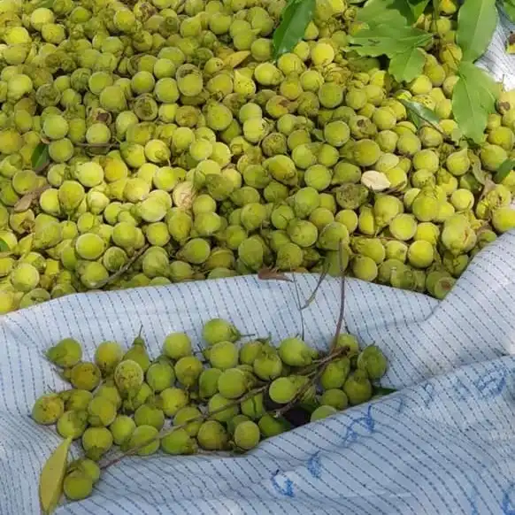 Изображение плоды