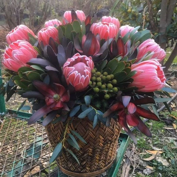 Зображення Протея компактна - Protea compacta 