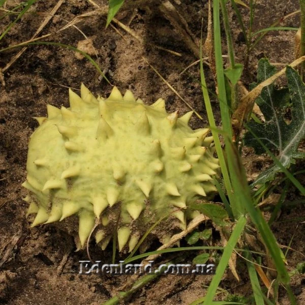 Изображение спелый плод