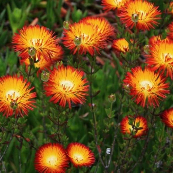 Зображення Дрозантема двокольорова - Drosanthemum bicolor